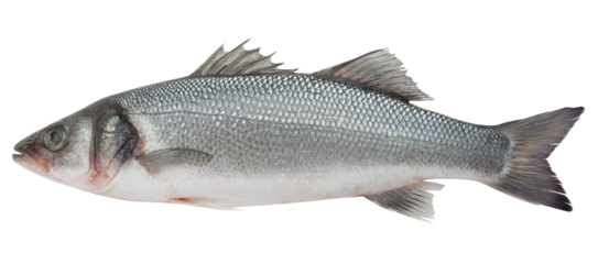 Seabass isolated on white background, full depth of field