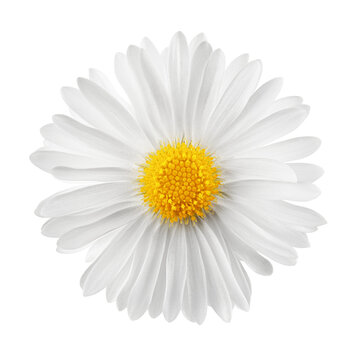chamomile isolated on white background, full depth of field