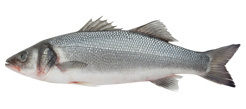 Seabass isolated on white background, full depth of field