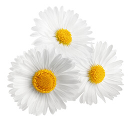 chamomile isolated on white background, full depth of field