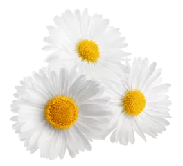Poster chamomile isolated on white background, full depth of field © grey