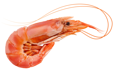 shrimp isolated on white background, full depth of field