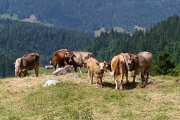 Fototapeta na wymiar Troupeau de vaches dans une pâture en été