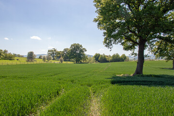 Summertime crops in rural England