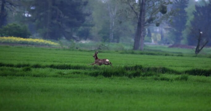 Roe deer animal mammal running away escaping jumping with grace scared on a green field slow motion. Wildlife