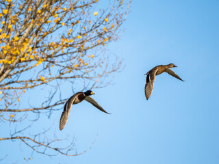 Ducks in flight