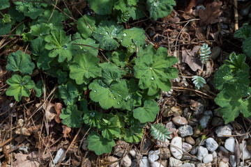 Drops of water on Alchemilla leaf