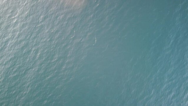 Aerial view of the dolphins slowly swimming in crystal clear turquoise waters. Group of endemic marine mammals migrating along coastline as seen from above.