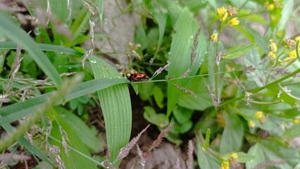 Beautiful Flower and Plant Garden