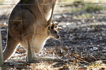 Macropus giganteus, joey in a Pouch of it's mother. The Eastern Grey Kangaroo © P.j.Hickox