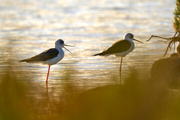 Black-winged Stilz sea bird in its natural habitat in the wetlands of Isla Christina, Andalusia, Spain