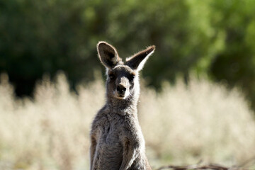 The head shot of Macropus Giganteus, the Eastern Grey Kangaroo, in the late afternoon sun