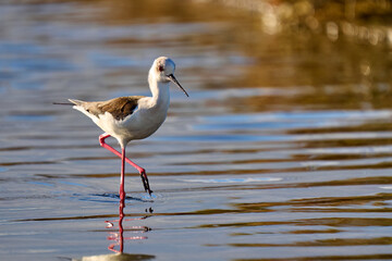 Black-winged Stilz sea bird in its natural habitat in the wetlands of Isla Christina, Andalusia, Spain