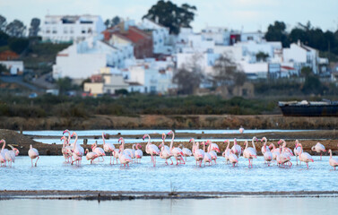 Obraz premium rose flamingos, Phenicopterus roseus, in the wetlands of Isla Christina, Andalusia Spain