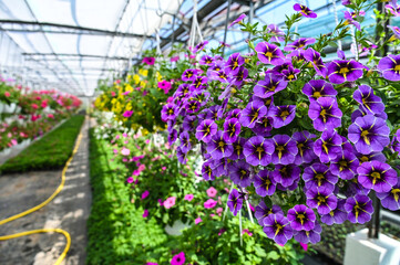 Fototapeta na wymiar greenhouses for growing flowers