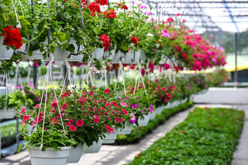 Fototapeta na wymiar greenhouses for growing flowers