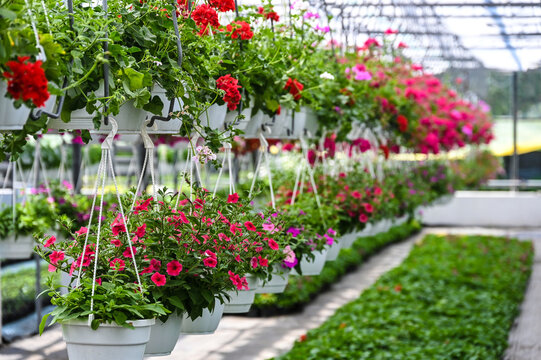 greenhouses for growing flowers