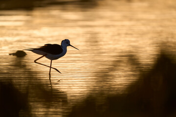 Black-winged Stilz sea bird in its natural habitat in the wetlands of Isla Christina, Andalusia,...