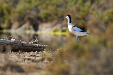 Avocet sea bird in its natural habitat in the wetlands of Isla Christina, Andalusia, Spain