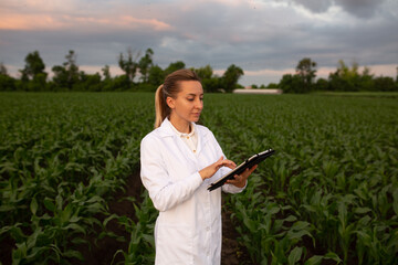 woman agronomist in white coat checks growth of corn in field. Farmer takes notes on tablet. agro...