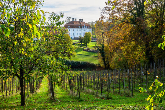 Weinberg vor Schloss Meseberg, Gransee, Brandenburg, Deutschland