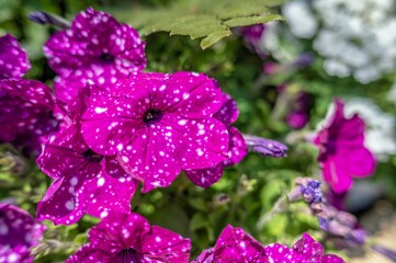 Fototapeta na wymiar Purple spotted petunia flower