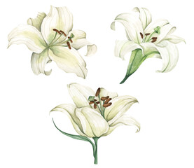 Set of White lilies. Watercolor illustration. for greeting cards, wedding invitations, birthday cards, stationery. Isolated on white background.