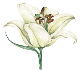 Watercolor painting of White lily for greeting cards, wedding invitations, birthday cards, stationery.