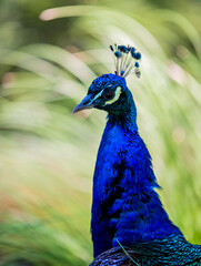 Obraz premium Pavo real en semilibertad