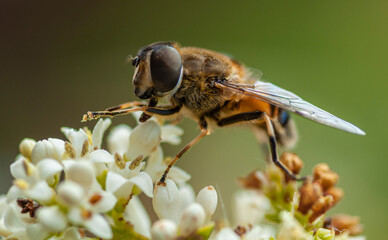 Bee
