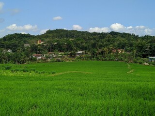Obraz premium landscape with field and blue sky