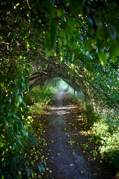 Arch of trees on path