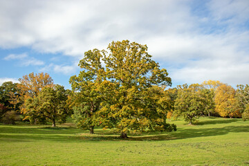 Autumn trees landscape.