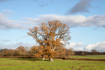 Autumn trees landscape.