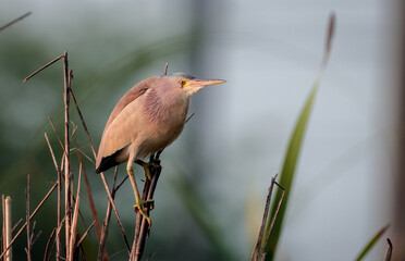 yellow bittern bird is a small bittern. It is of Old World origins, breeding in the northern Indian Subcontinent, east to the Russian Far East, Japan and Indonesia.