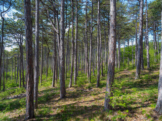 Fototapeta premium forest in spring time