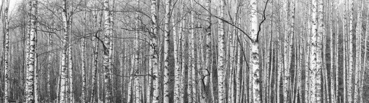Fototapeta Trunks of birch trees in forest