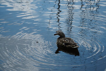 One duck in a pond bowed her head and looks up