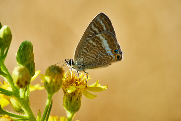 Pequeña mariposa