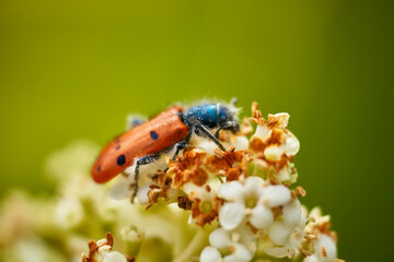 Trichodes (Coleoptera)