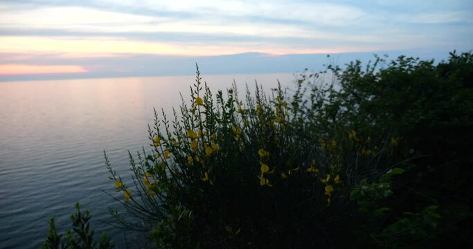 Shrub of Spartium junceum (Spanish broom, rush broom, or weaver's broom), evening sky with clouds and the Adriatic Sea at sunset.