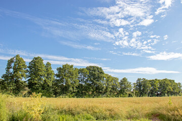 Rural landscape in the summertime.