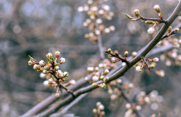 White flower buds on apple tree (Malus domestica)  in early springtime. 