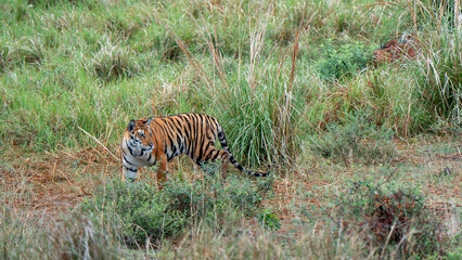 Naklejka na ściany i meble Portrait of a Royal Bengal Tiger alert and Staring at the Camera | beautiful bengal tiger