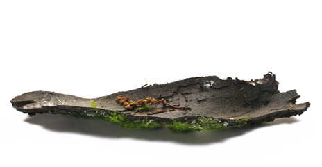 Green moss on wet tree bark isolated on white background