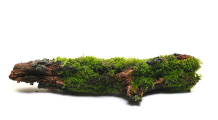 Fresh green moss on rotten branch isolated on white, side view