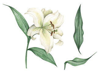 Set of White lilies. White flowers for greeting cards, wedding invitations, birthday cards, stationery. Isolated on white background. Watercolor illustration.