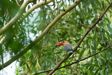 Stork-billed kingfisher standing on branch.  