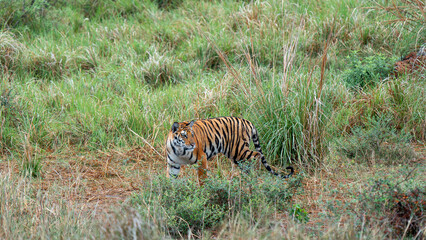 Fototapeta na wymiar Portrait of a Royal Bengal Tiger alert and Staring at the Camera | beautiful bengal tiger