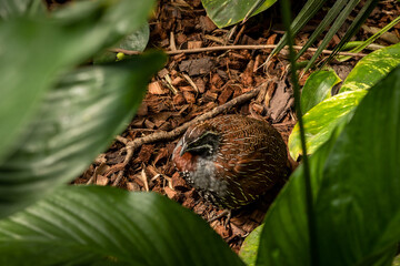 Madagascar partridge bird (Margaroperdix madagarensis)  among the leaves the jungle. 